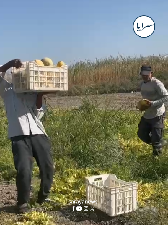 تحدى حرارة الصيف ورطوبة الخريف ..  مزارع أردني ينجح بإنتاج الشمام "خارج الموسم" في الأغوار  ..  فيديو 