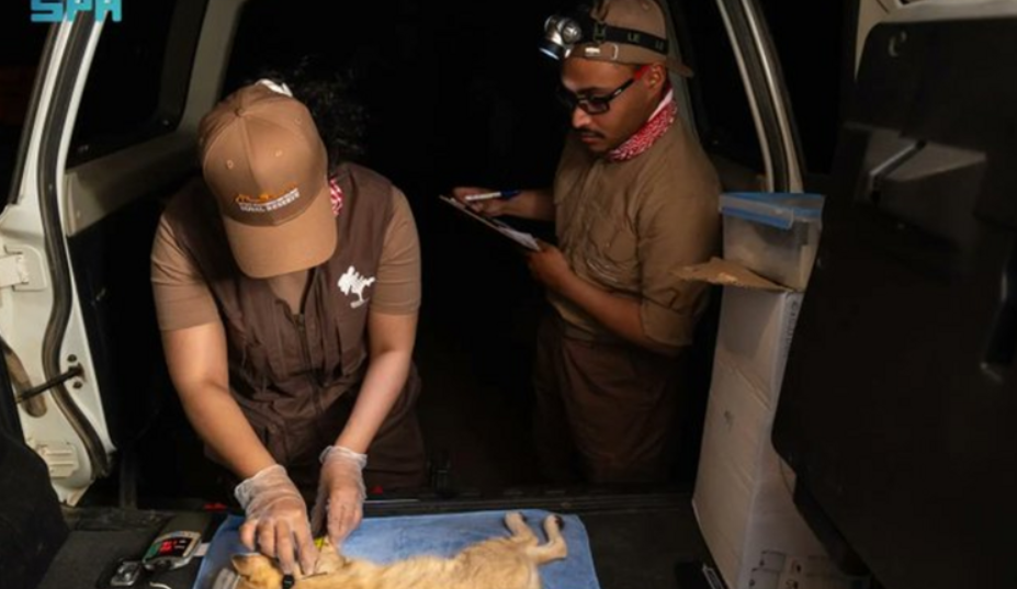 محمية الأمير محمد بن سلمان تسجل إنجازاً في تتبع "شبح الصحراء"