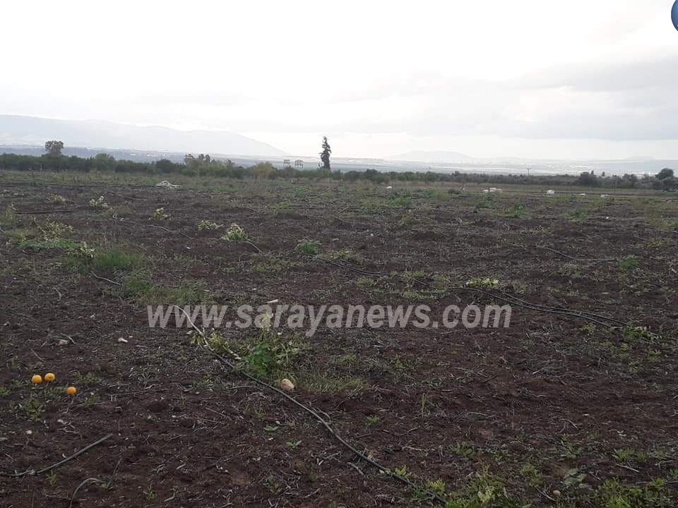 بالصور ..  أمام مدير الأمن العام: مجهولون يقدمون على اقتحام مزرعة وتقطيع 700 شجرة حمضيات بالاغوار الشمالية