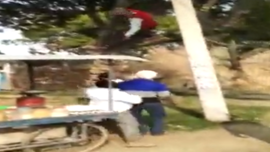 فيديو طريف لرجل هندي تسلق شجرة هربا من التطعيم ضد كورونا!