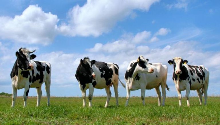 في أول ضريبة من نوعها ..  نيوزيلندا تفرض ضرائب على الغازات التي تطلقها الأبقار