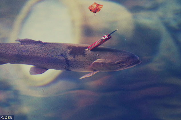 بالصور والفيديو : سمكة بـ "7 أرواح" تسبح بسكين في رقبتها