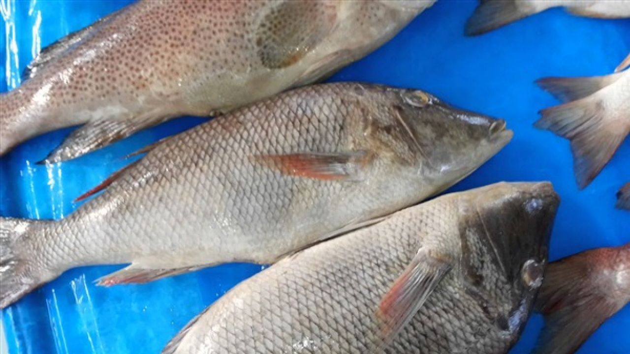 الزراعة: "قمل السمك" سبب نفوق أسماك الكارب في وادي الأردن