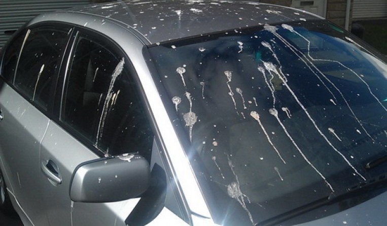 تعرف على أضرار فضلات الطيور على سيارتك  .. والطريقة الصحيحة لتنظيفها