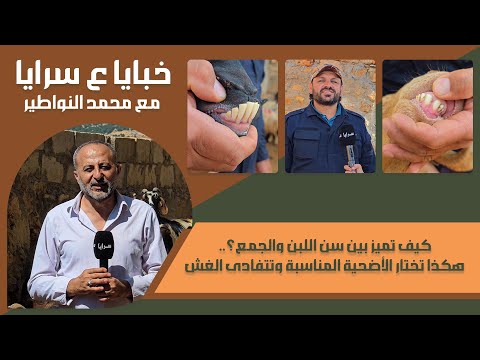 كيف تميز بين "سن اللبن والجمع"؟.. هكذا تختار الأضحية المناسبة وتتفادى الغش