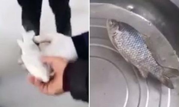 بالفيديو .. سمك غريب يتجمد في الثلاجة ..  عند وضعه في ماء دافئ يعود للحياة 