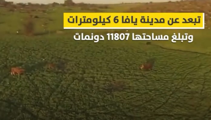بالفيديو ..  تعرفو على قرية يازور- يافا