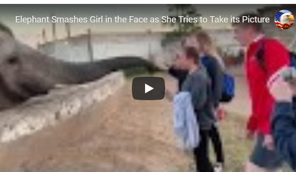 بالفيديو :سائحة تحاول التقاط صورة لفيل ففاجأها بصفعة قوية على وجهها 