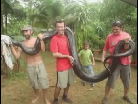 بالفيديو ..  رجل يصطاد "أناكوندا عملاقة" بيدين عاريتين