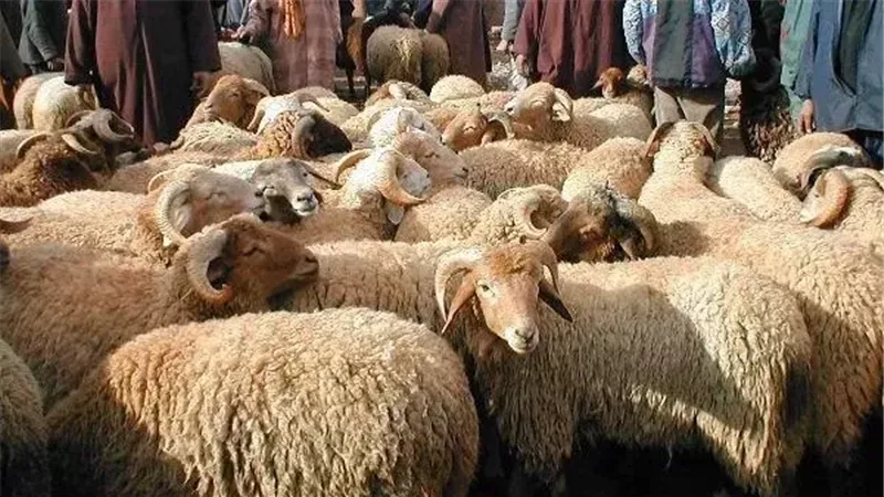 لو ناوي تضحي، اعرف شروط الأضحية وأحكامها ومشروعيتها في الإسلام