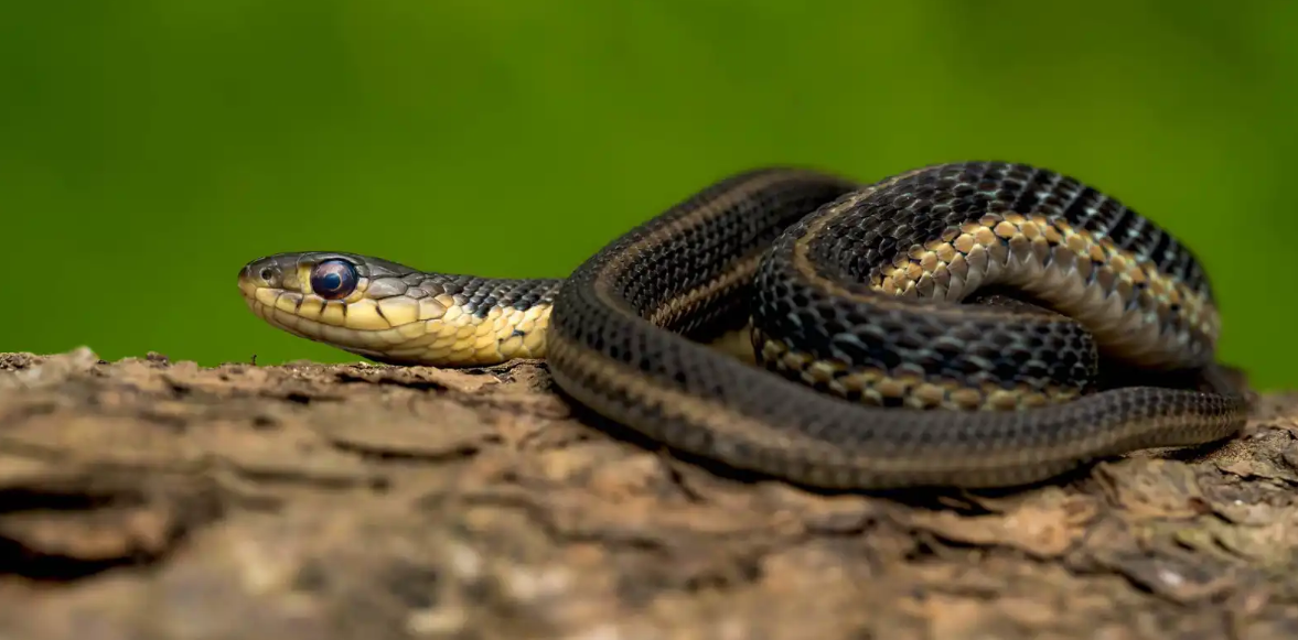 هل تستشعر الثعابين الكوارث الطبيعية مبكراً؟   