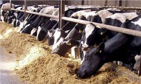 مأدبا: مطالبة بإغلاق مزرعة أبقار تعد مكرهة صحية 