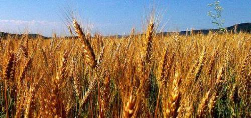 مصر تسعى لشراء كمية غير محددة من القمح للشحن في 8-18 أغسطس