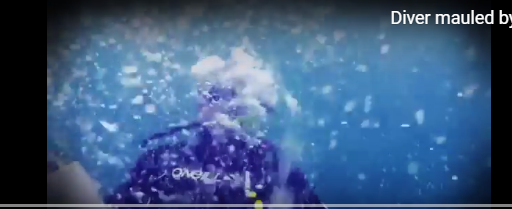 بالفيديو: غواص يتعرض لهجوم شرس من حيوان بحري مفترس