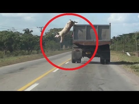 خنزير صغير يتجنب المسلخة بقفزة "هوليوودية" (فيديو)