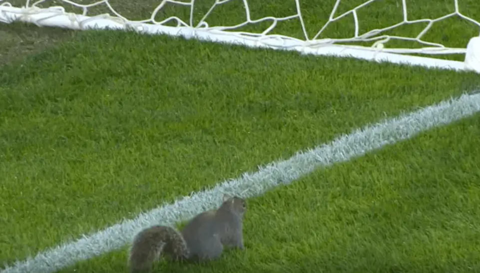 بالفيديو ..  سنجاب يقتحم مباراة في إنجلترا ويتسبب بإيقافها أكثر من ساعة