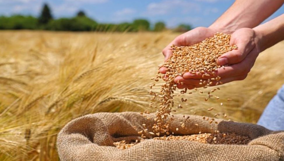الخريسات: رفع مخصصات شراء الحبوب البلدية إلى 59 مليون دينار يعزز الأمن الغذائي