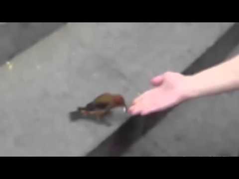 بالفيديو  ..  متسول يستخدم الطيور لجمع الاموال في الصين 