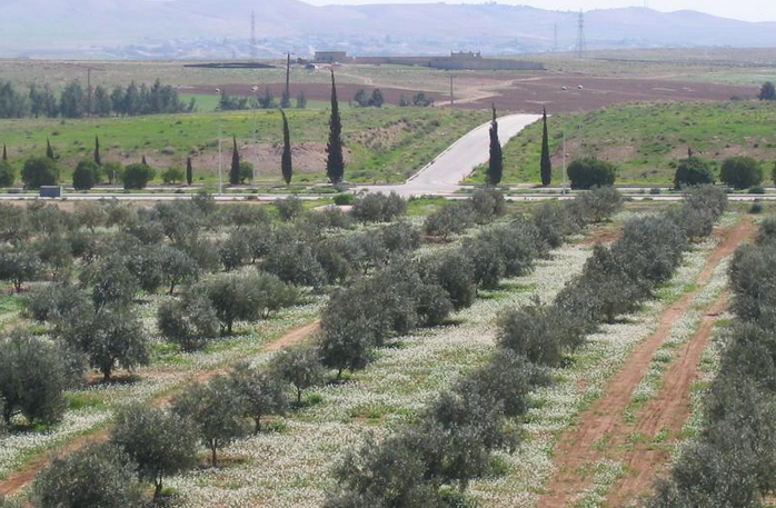 "الزراعة" تنصح المزارعين بتأخير قطاف ثمار الزيتون