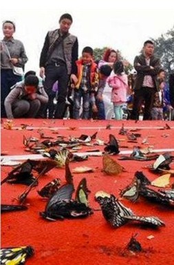 مقتل مئات الفراشات يحول احتفالاً في الصين إلى كارثة  ..  صور 