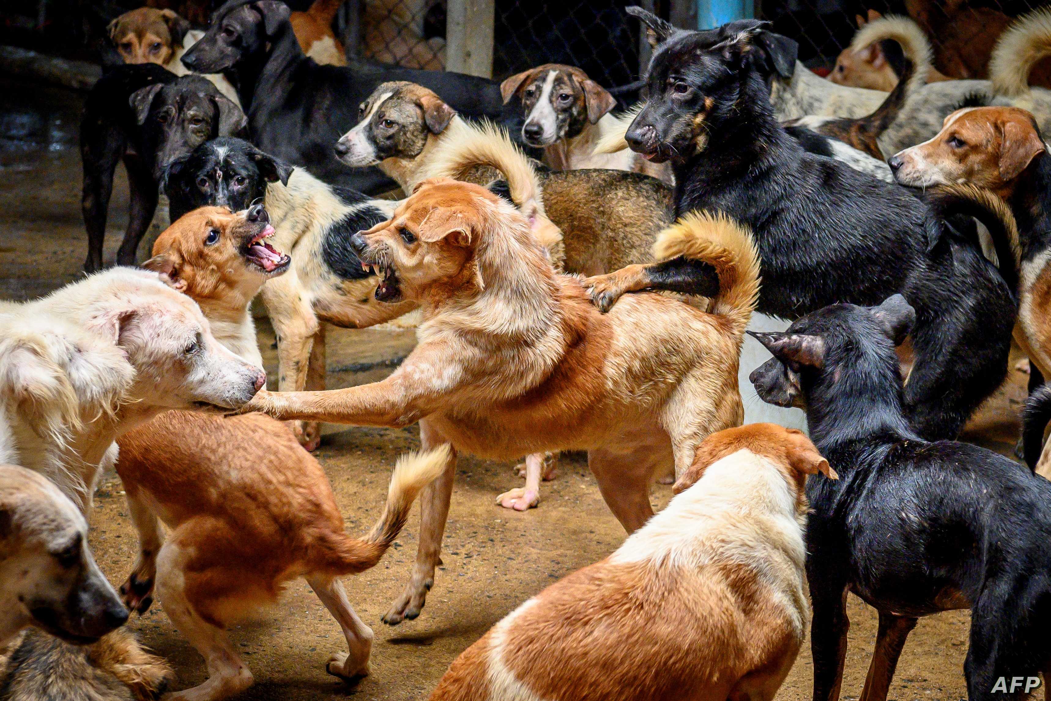 رئيس لجنة الصحة والبيئة النيابية لـ"سرايا": الكلاب الضالة قد تعرض المواطنين للإصابة بـ"داء الكَلَب" الخطير