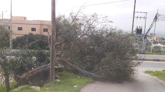 بالصور  ..  شدة الرياح تقتلع اشجاراً كبيرة في إربد