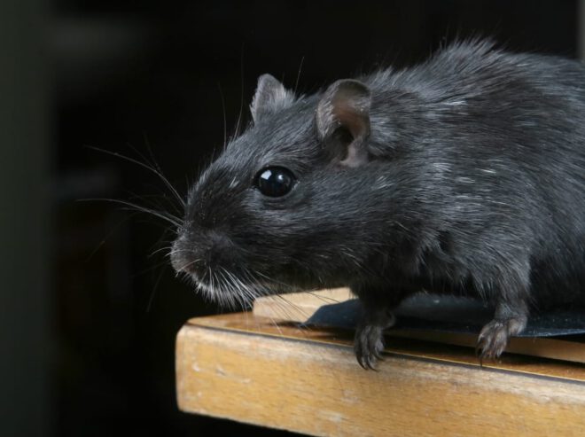 تفسير حلم الفأر الأسود للعزباء