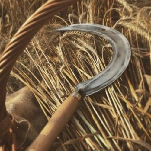 السجن 20عاما لشخص قتل شقيقته بمنجل للحصاد