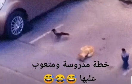 فيديو ظريف لقط غاضب من طائرين 