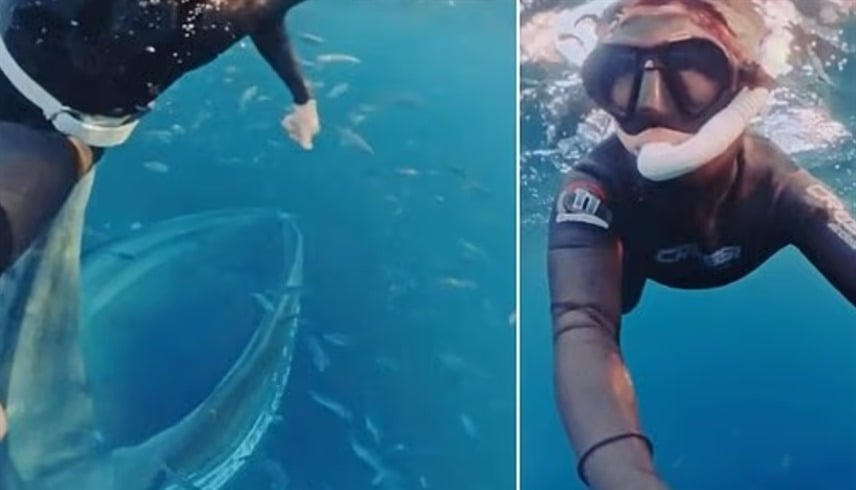 كاد قلبها يتوقف ..  غواصة تنجو بأعجوبة من حوت ضخم كاد يبتلعها