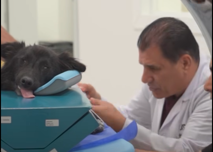 الأول من نوعه في الأردن ..  مستشفى متخصص لعلاج كلاب K9  ..  فيديو 