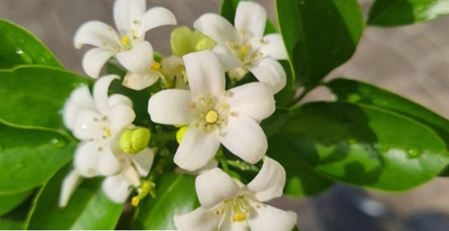 تفسير رؤية زراعة الفل في المنام