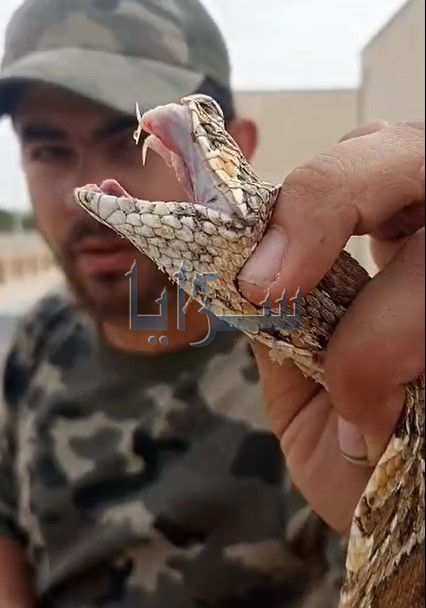 خبير أفاعي يوضح عبر سرايا الاجراء السليم الذي يجب اتباعه عند التعرض للدغة ثعبان ويحذر من القيام بهذا التصرف