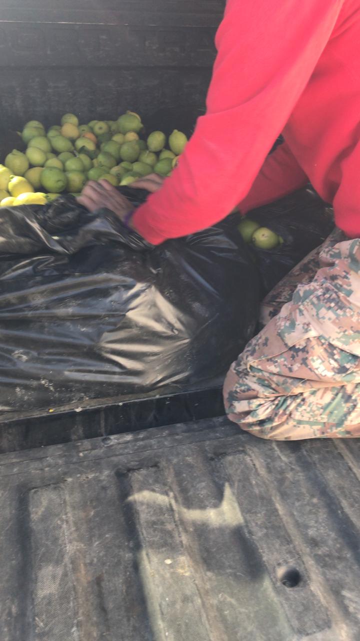 بالصور  ..  البحث الجنائي يلقي القبض على شخص بسبب سرقته لـ"حمضيات" في الشونه الشمالية  ..  تفاصيل