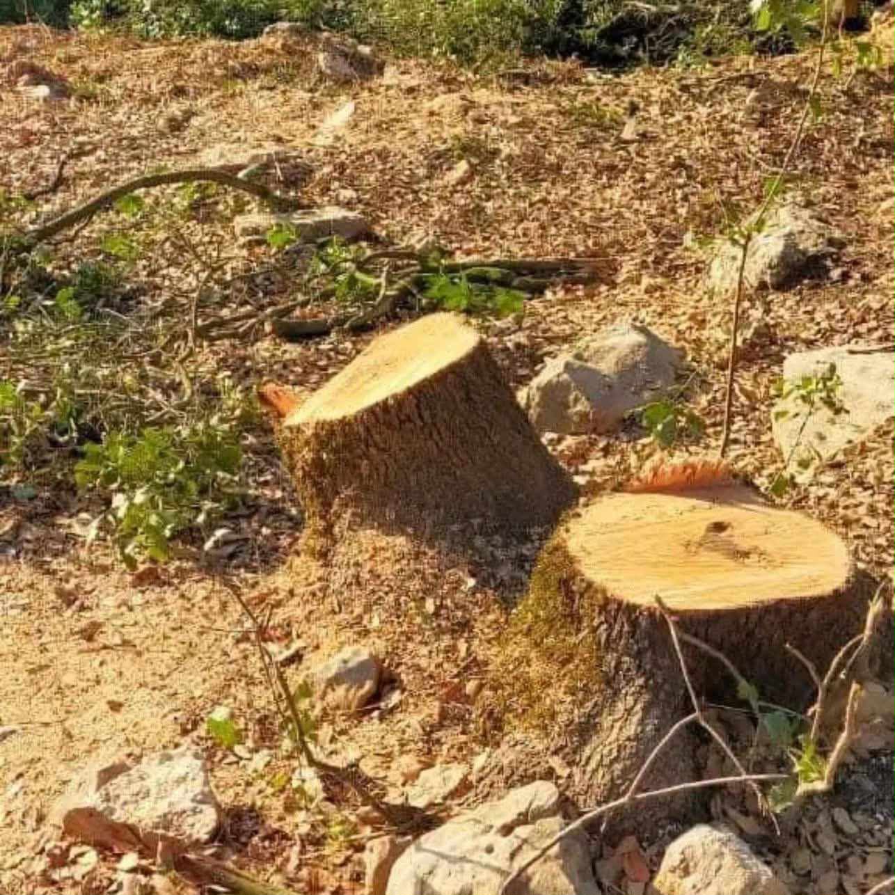أبراج مراقبة غابات عجلون مهجورة… والاحتطاب الجائر يهدد الثروة الحرجية