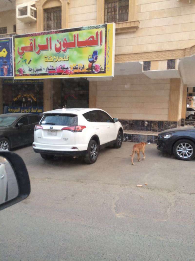 بالصور  ..  الكلاب الضالة تثير مخاوف وقلق سكان حي أبرق الرغامة بجدة