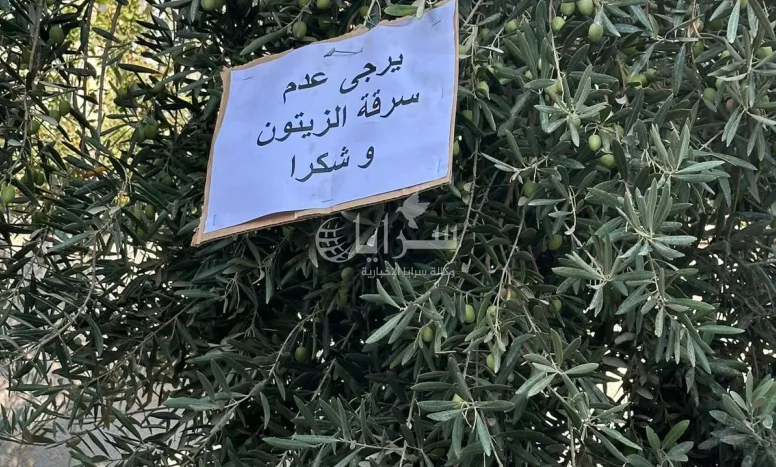 "لصوص الزيتون" ينغصون فرحة مزارعين بخيرات الموسم في إربد 