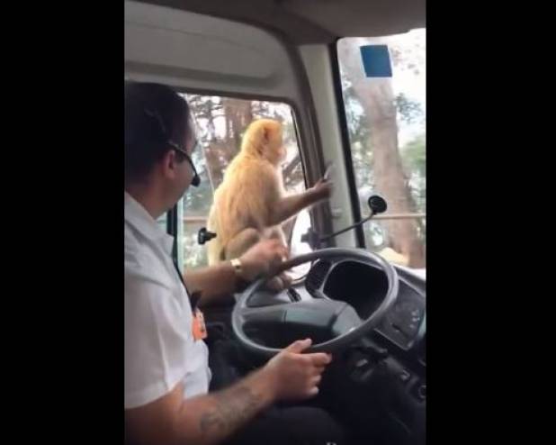 بالفيديو  .. قرد يغافل سائق حافلة بطريقة رهيبة
