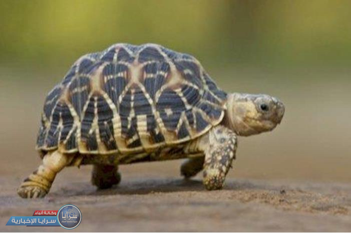 بالفيديو ..  أقدم سلحفاة في العالم تدخل موسوعة غينيس 