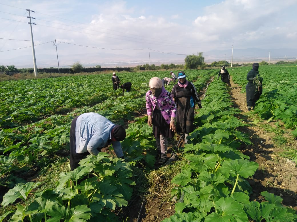 الأغوار: عاملات المزارع بلا ضمانات في مواجهة الإصابة والموت