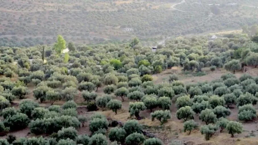 ظهور حشرة "البسيلا" يقلق مزارعي الزيتون ويهدد موسمهم في جرش