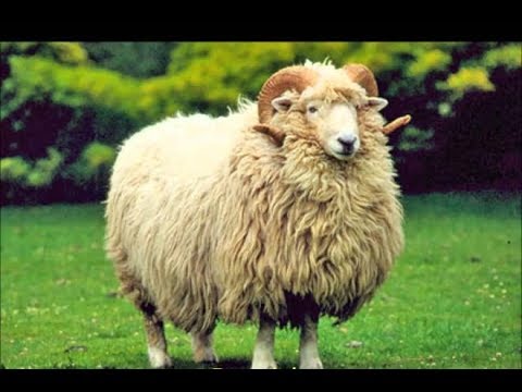 تفسير حلم رؤيا الخروف في المنام 