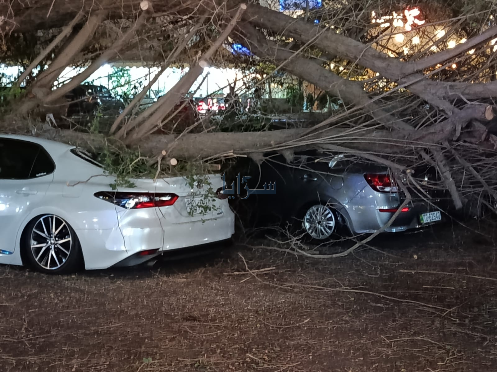 شجرة معمّرة تسقط في العقبة وتلحق أضراراً بثلاث مركبات دون إصابات ..  صور 