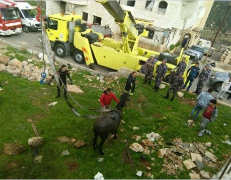 عجلون: انقاذ حصان سقط في حفرة امتصاصية في بلدة اشتفينا  ..  صورة