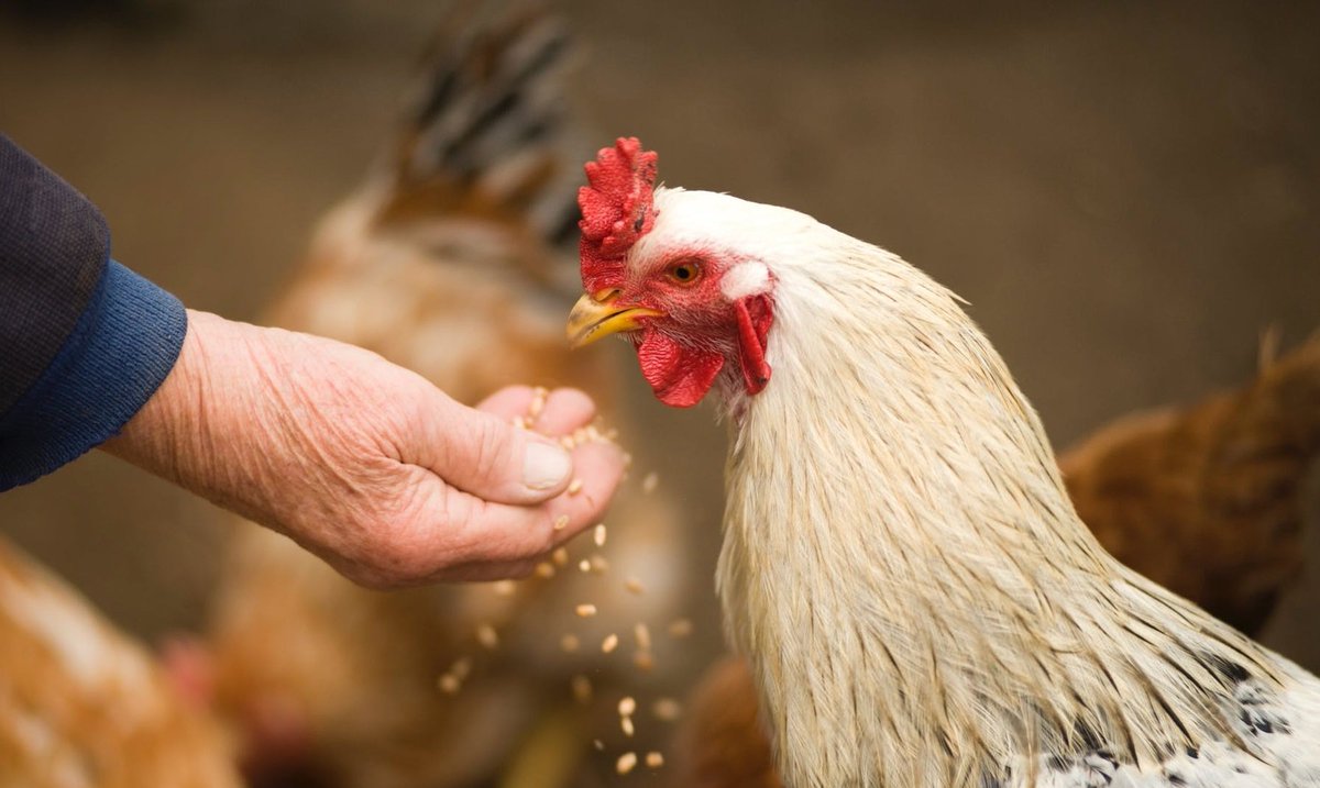  محال بيع دواجن في عجلون تغلق ابوابها بسبب ارتفاع الاسعار - تفاصيل 