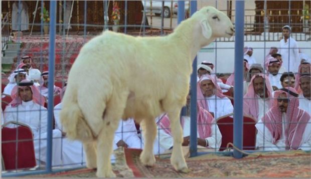 بيع خروف يبلغ من العمر عامين  بمليون ريال !