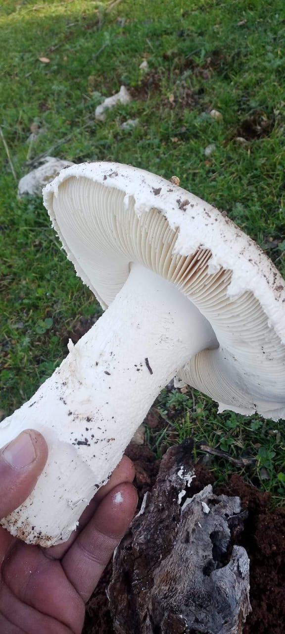  تحذيرات من تناول الفطر البري قبل فحصه