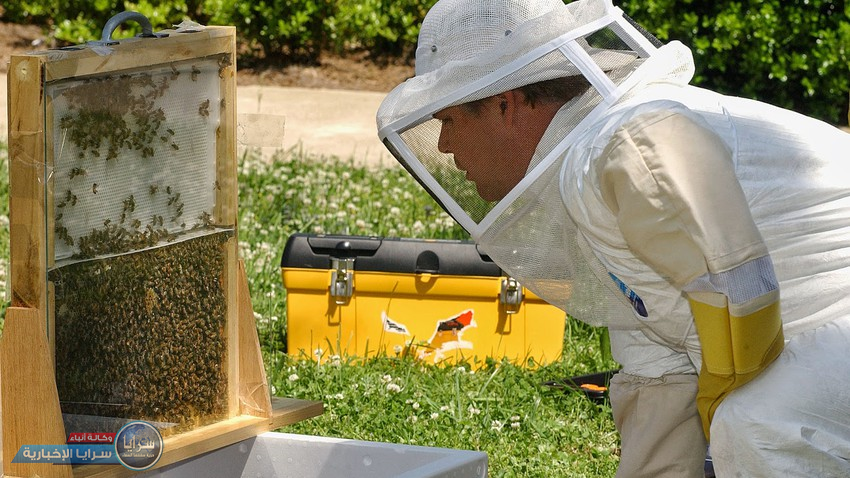 نحال أردني يكشف لـ"سرايا": اساليب "الغش" في إنتاج العسل 