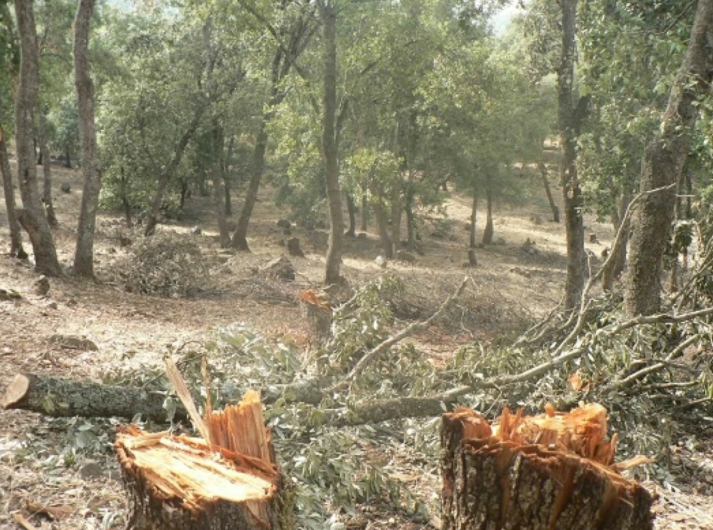 ضبط 12 طناً من الحطب الناتج عن قطع جائر للأشجار في رحابا