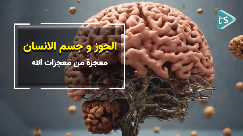 تعرف على فوائد الجوز المذهلة - فيديو 